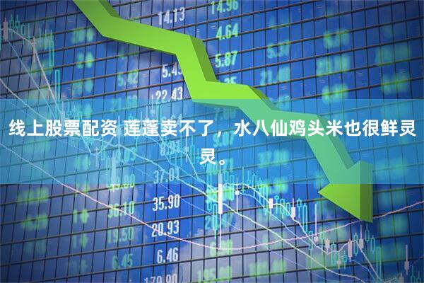 线上股票配资 莲蓬卖不了，水八仙鸡头米也很鲜灵灵。